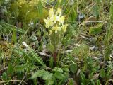 Pedicularis oederi