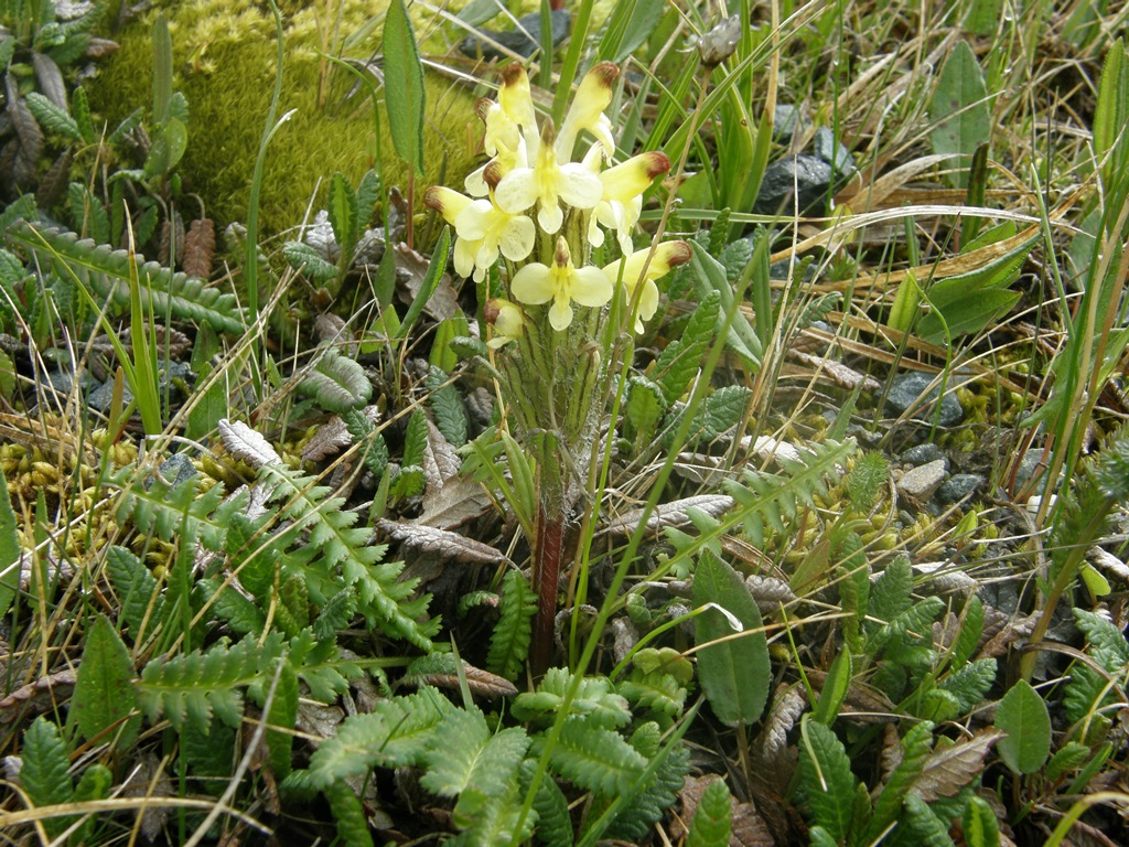 Image of Pedicularis oederi specimen.