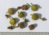 Image of taxon representative. Author is Сергей Банкетов