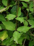 Adenophora pereskiifolia