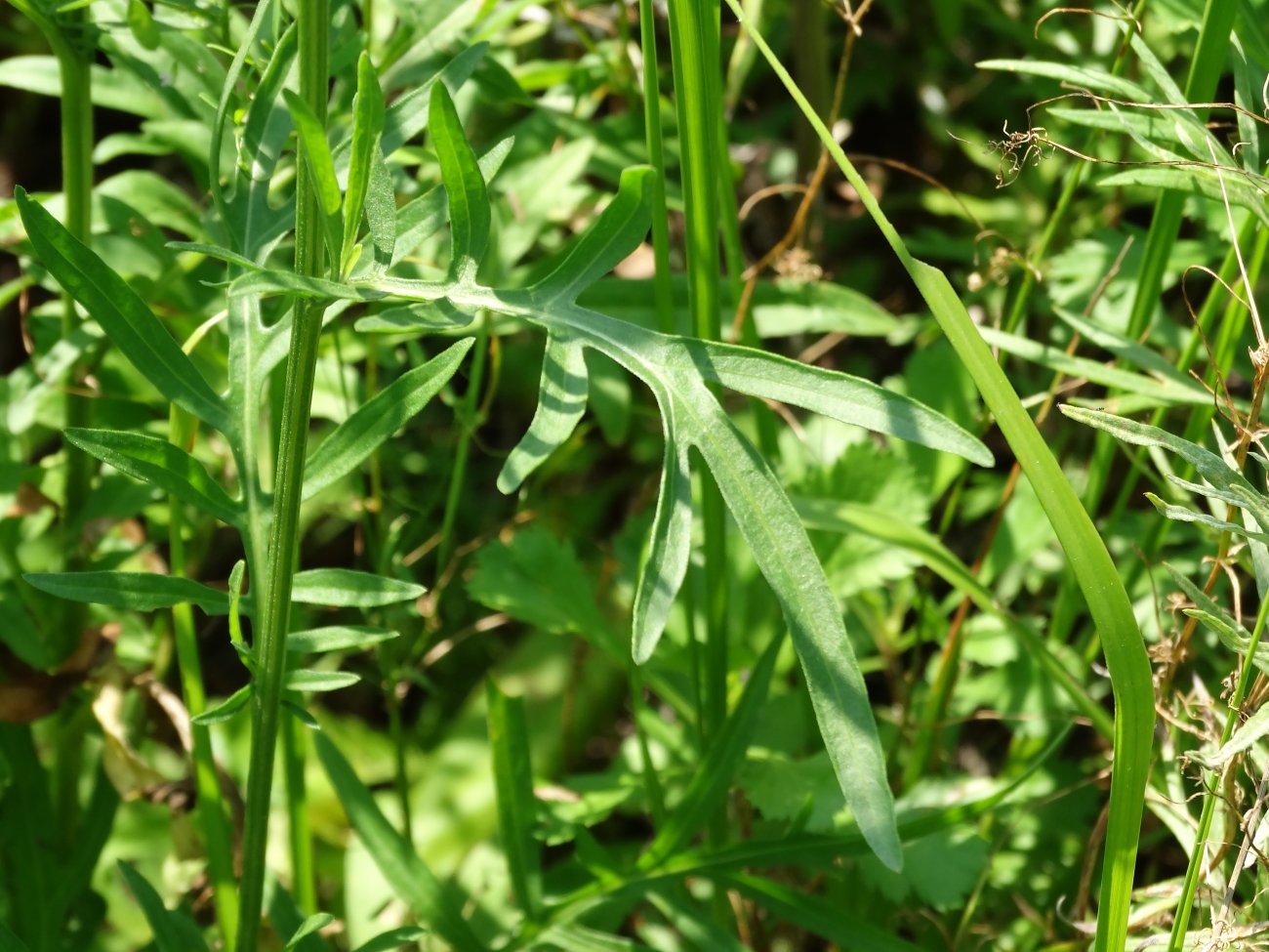 Image of Centaurea scabiosa specimen.