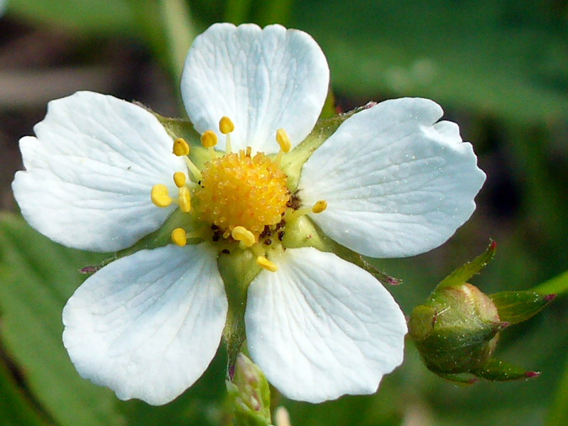 Изображение особи Fragaria vesca.