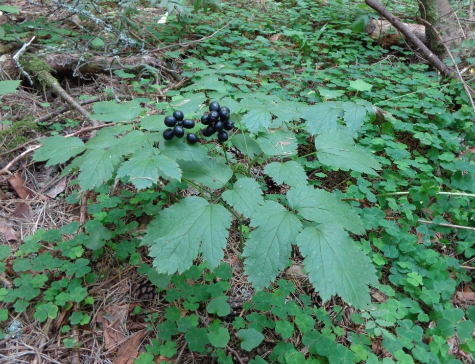 Image of Actaea spicata specimen.