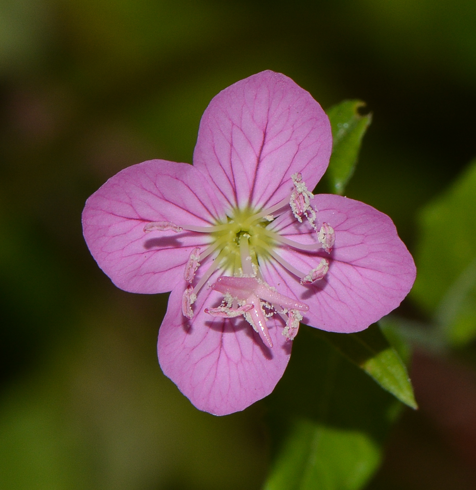 Image of Oenothera rosea specimen.