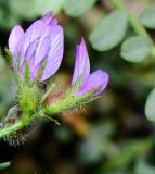 Astragalus mareoticus