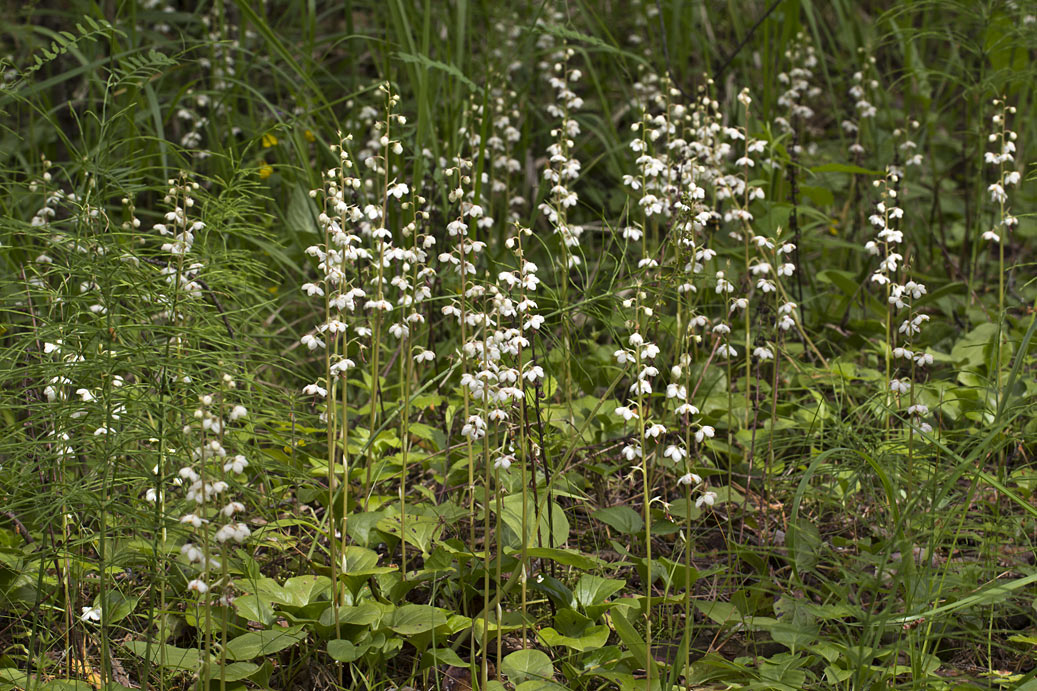 Image of Pyrola rotundifolia specimen.