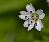 Pseudostellaria japonica. Цветок. Приморский край, Партизанский р-н, окр. с. Новолитовск, долина р. Литовка на правом берегу, опушка ильмово-ясеневого леса. 27.05.2016.