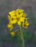 Ligularia glauca