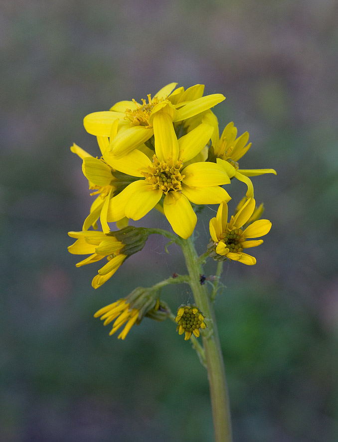 Изображение особи Ligularia glauca.