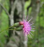 Klasea quinquefolia