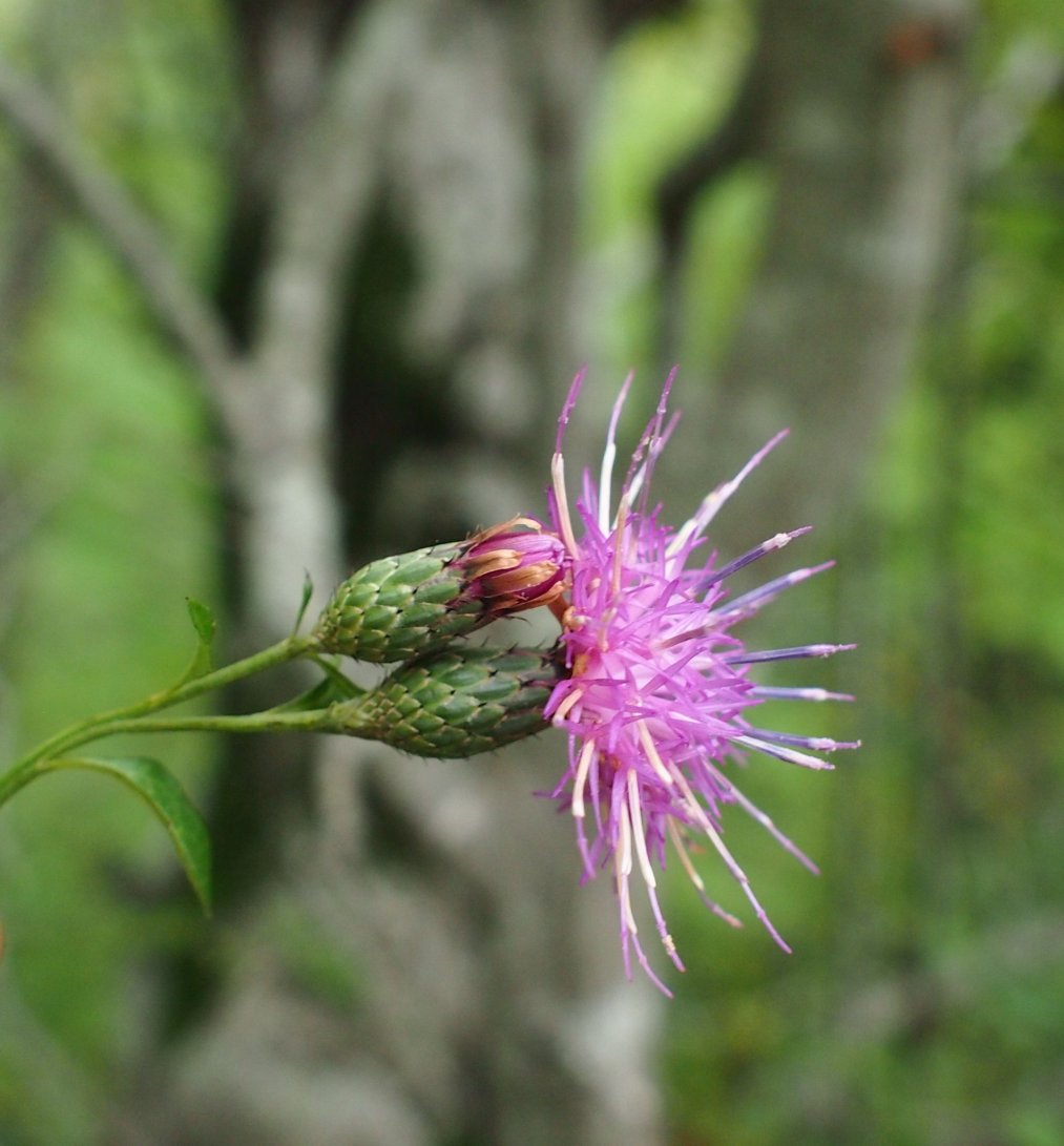 Image of Klasea quinquefolia specimen.