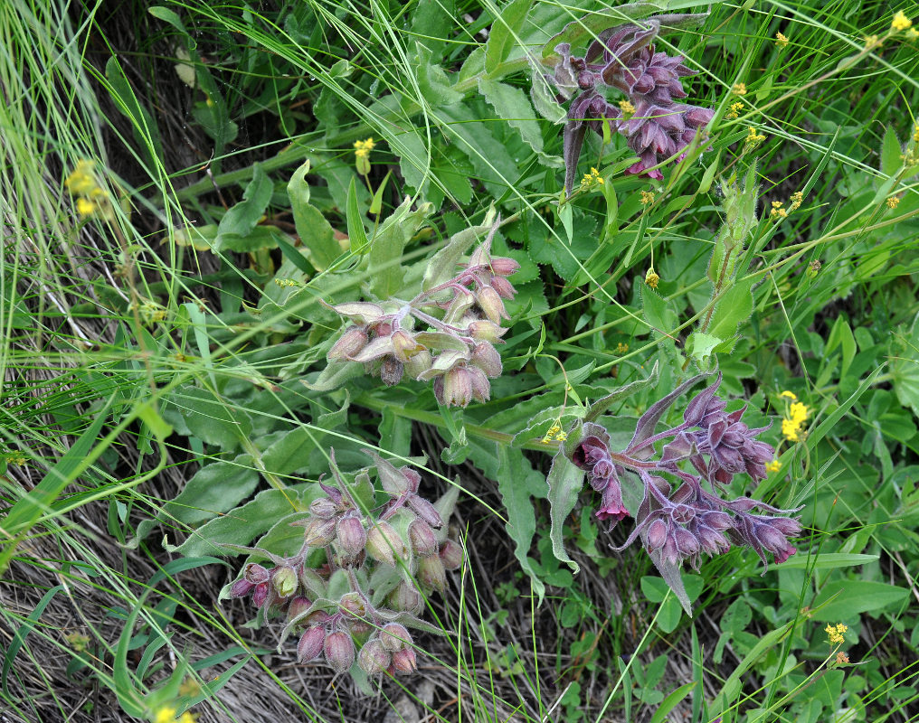 Image of Nonea intermedia specimen.