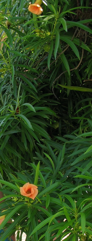 Image of Thevetia peruviana specimen.