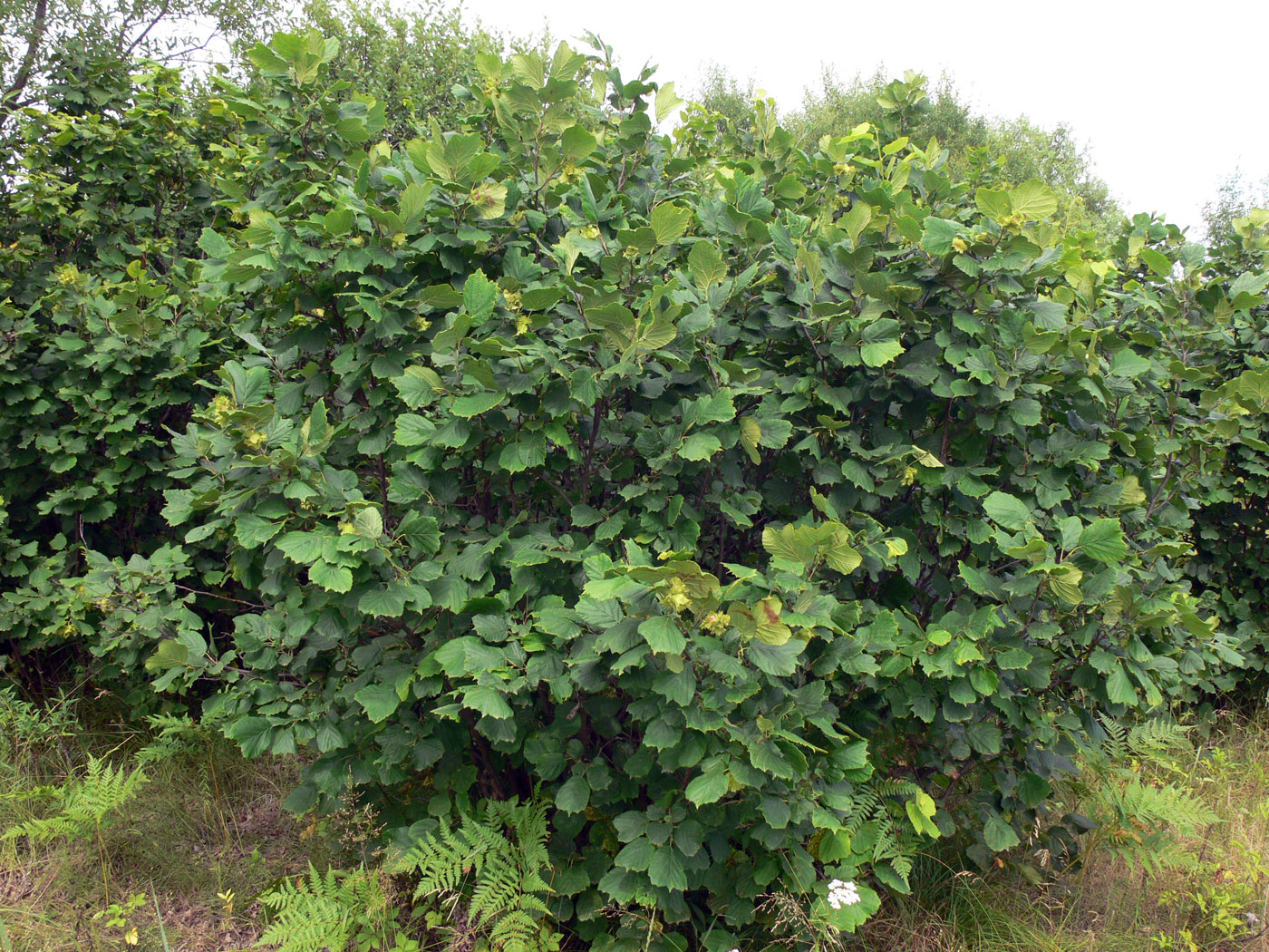 Image of Corylus heterophylla specimen.