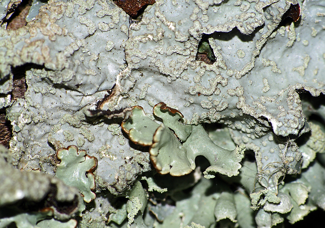 Image of Parmelia sulcata specimen.