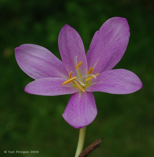 Изображение особи Colchicum lusitanum.