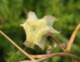 Fritillaria ruthenica. Плод. Украина, г. Запорожье, о-в Хортица, северный берег острова, степной склон. 01.06.2016.
