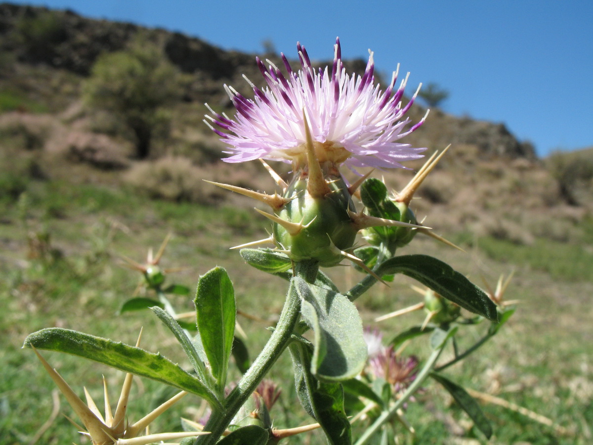 Изображение особи Centaurea iberica.