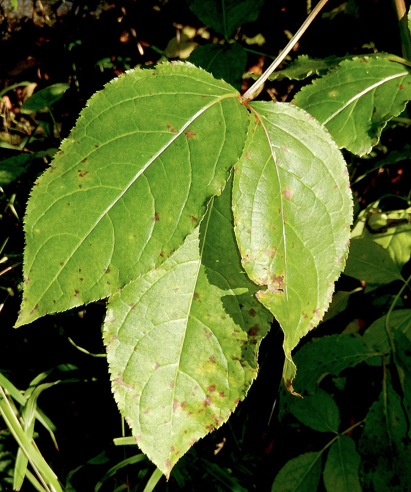 Image of Staphylea colchica specimen.