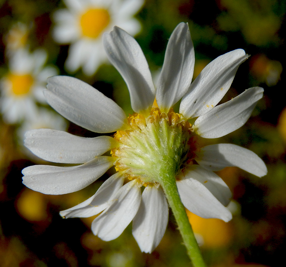 Изображение особи Anthemis cotula.