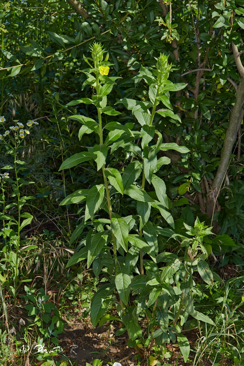 Изображение особи род Oenothera.