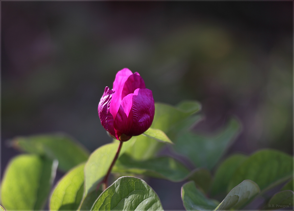 Изображение особи Paeonia caucasica.