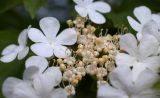 Viburnum opulus