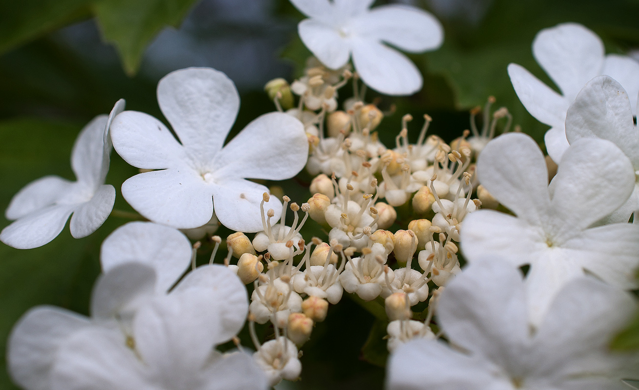 Image of Viburnum opulus specimen.