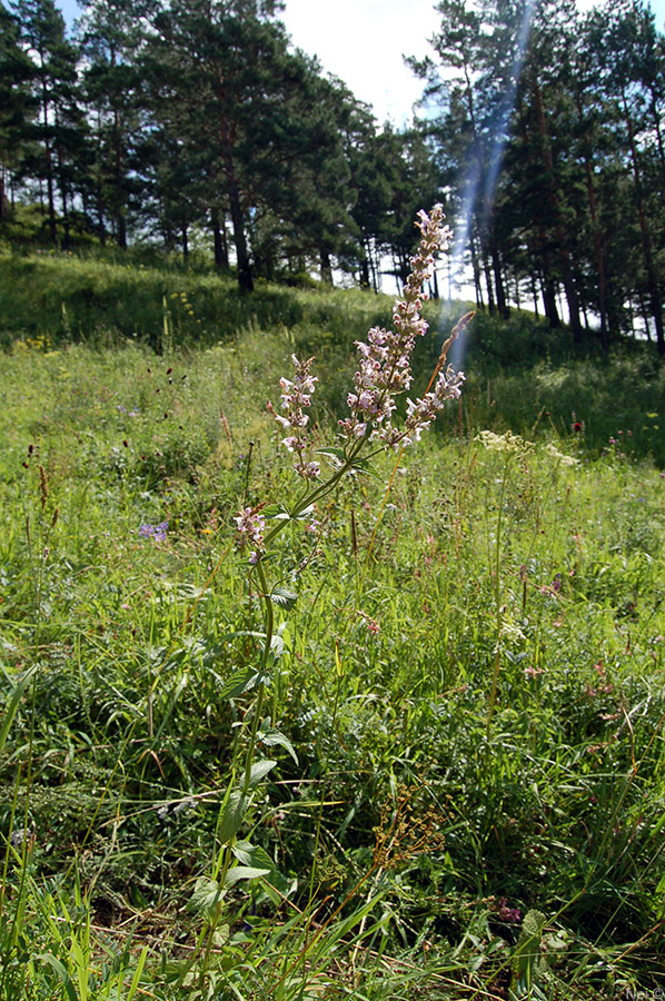 Изображение особи Nepeta nuda.