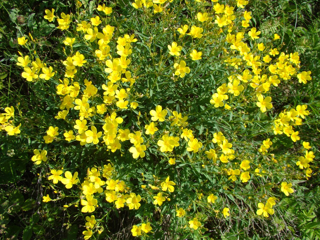 Изображение особи Linum flavum.