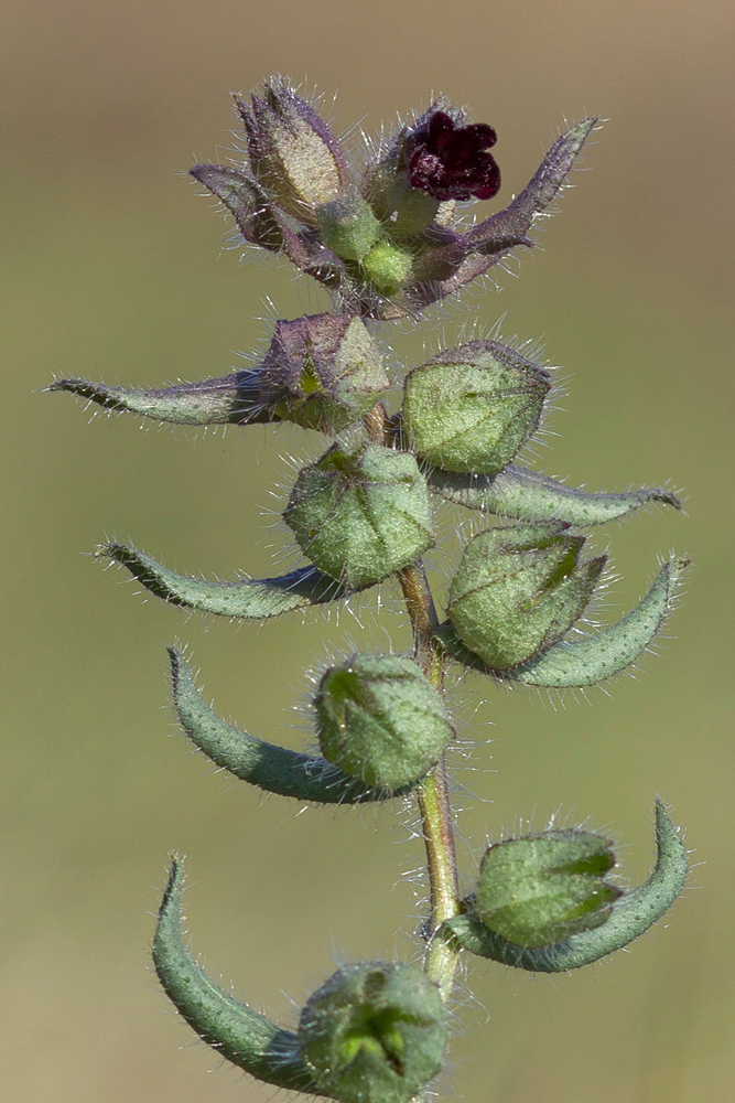 Image of Nonea rossica specimen.