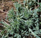 Eryngium campestre