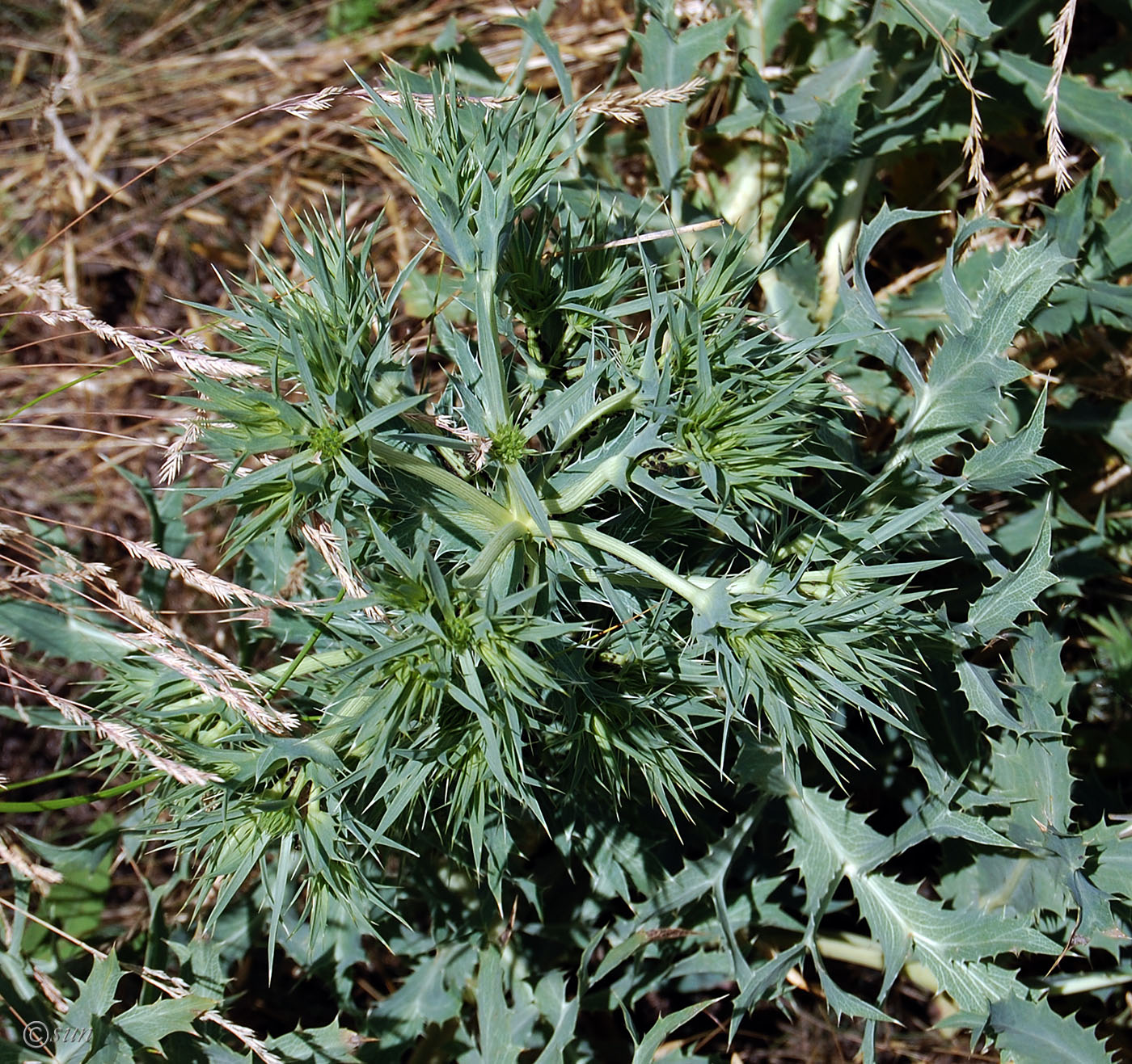 Изображение особи Eryngium campestre.