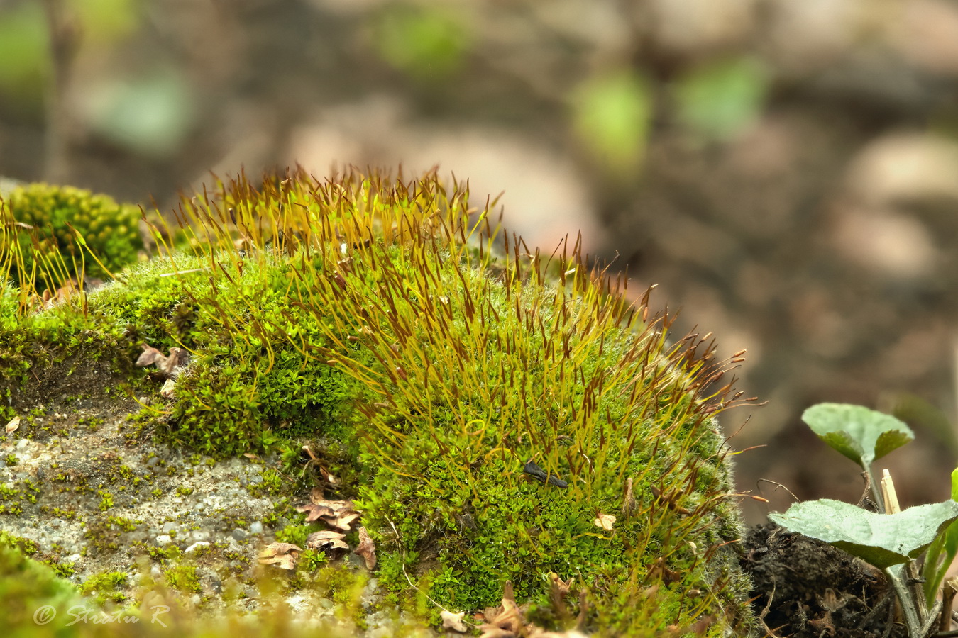 Изображение особи Tortula subulata.