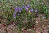 Veronica prostrata