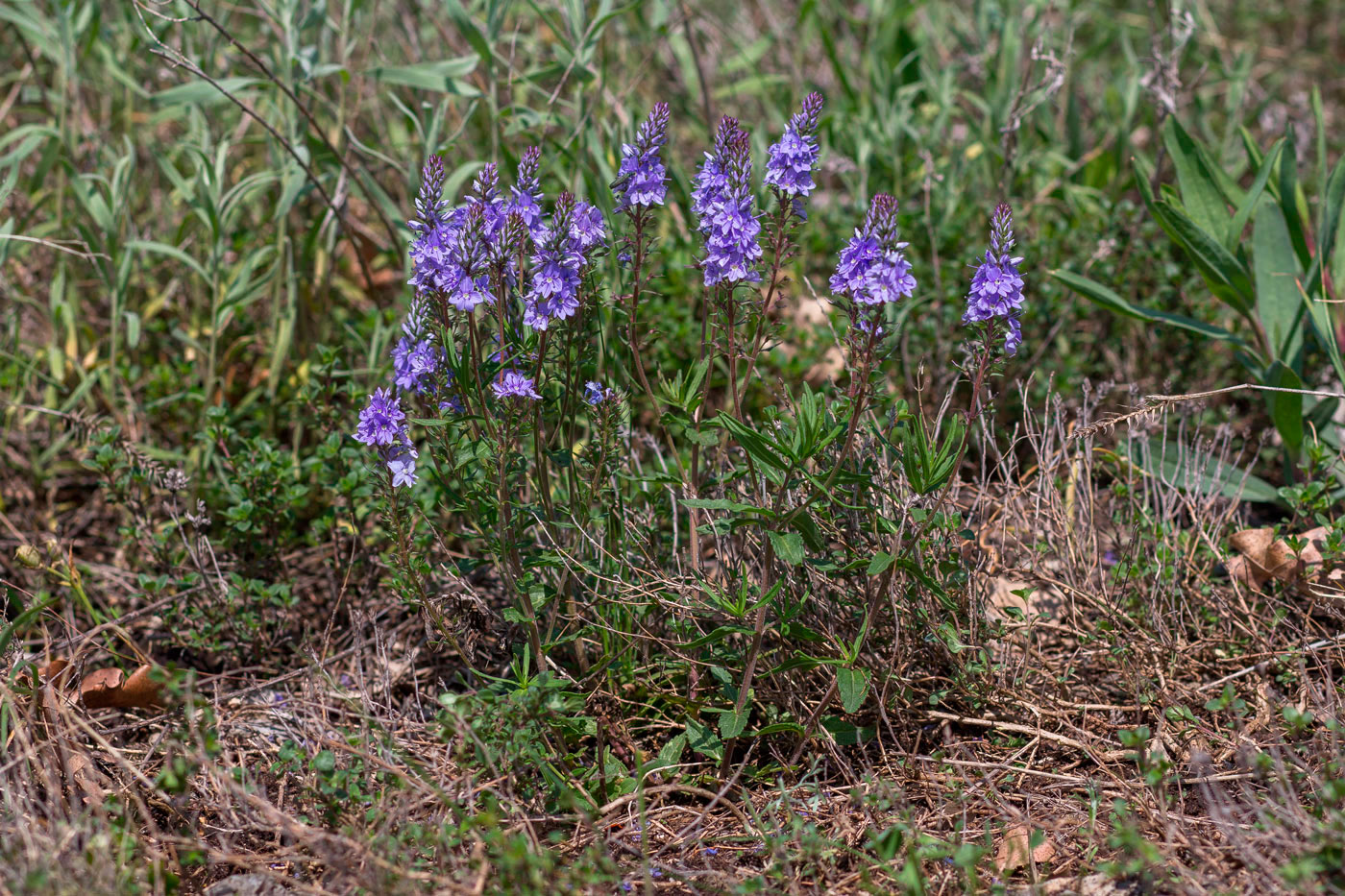 Изображение особи Veronica prostrata.