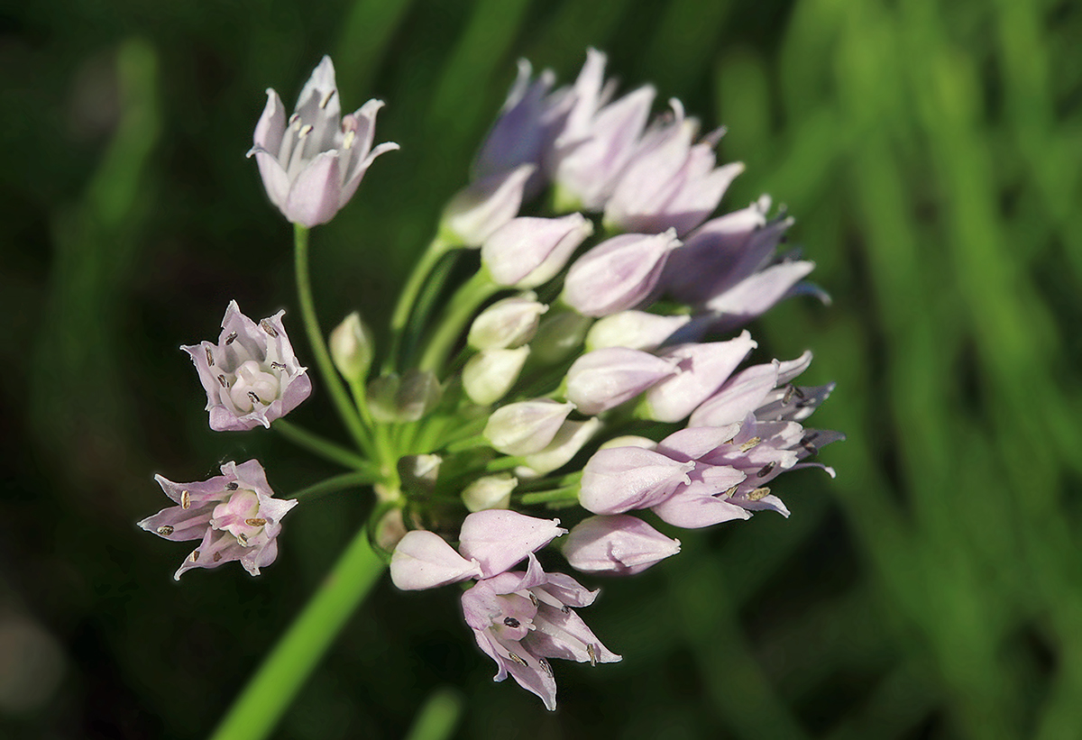 Изображение особи Allium angulosum.