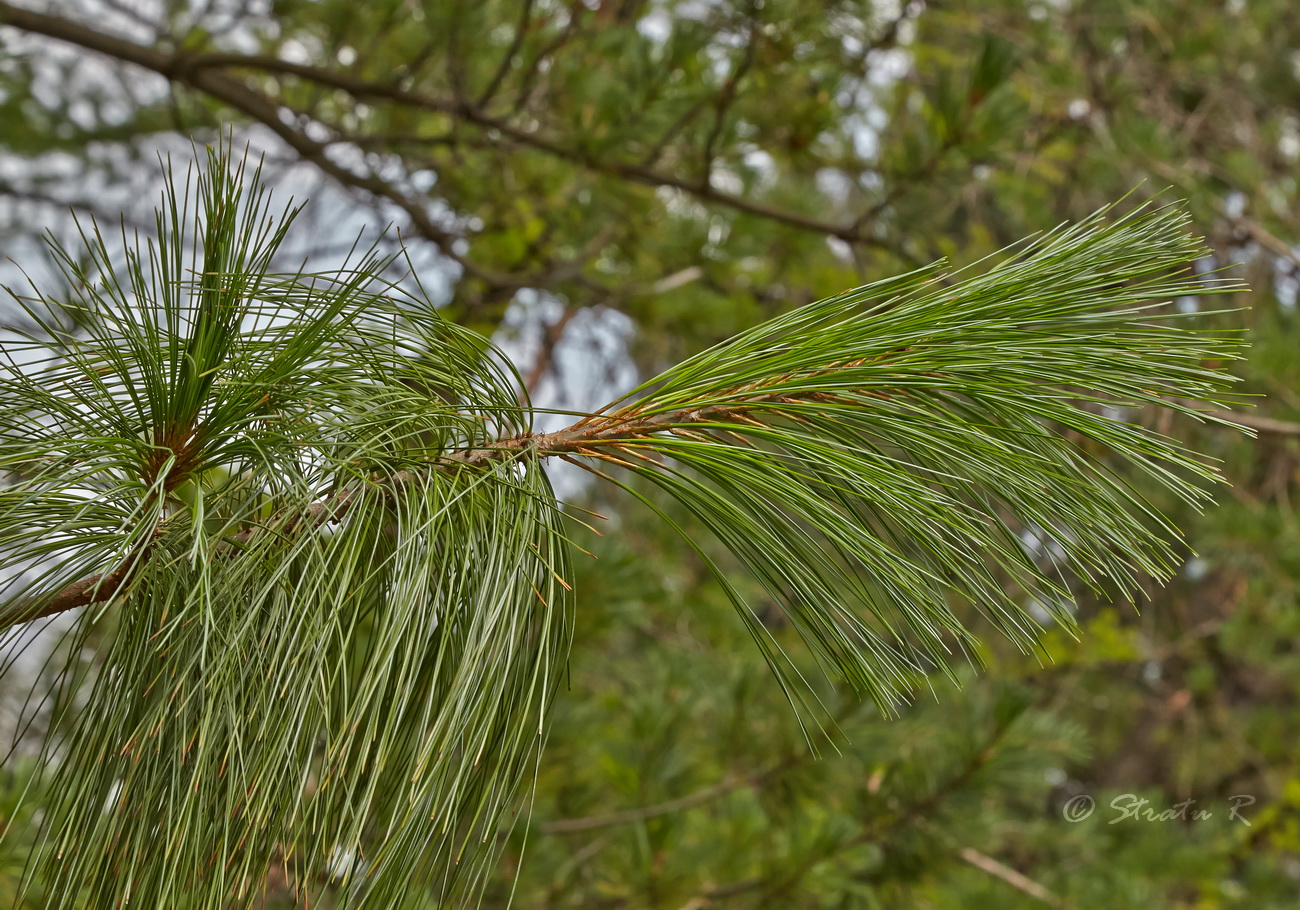 Image of genus Pinus specimen.