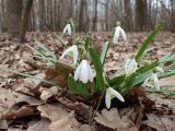 Galanthus nivalis. Цветущее растение. Москва, Воронцовский парк, дубовая роща. 24.04.2017.