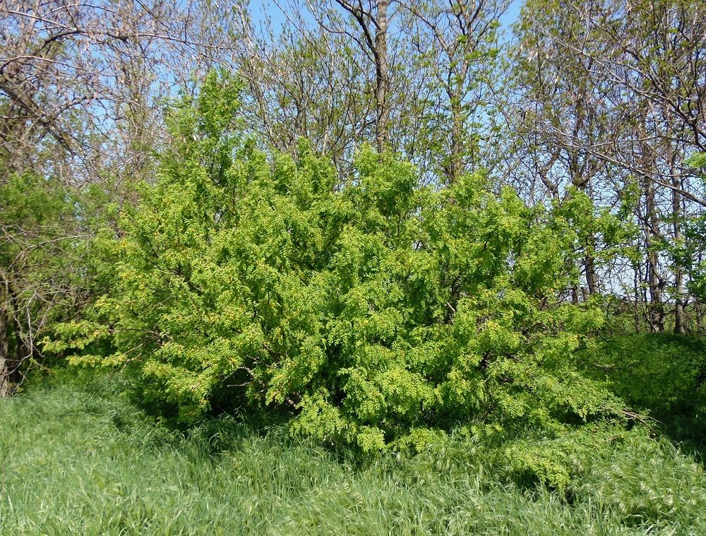 Image of Caragana arborescens specimen.