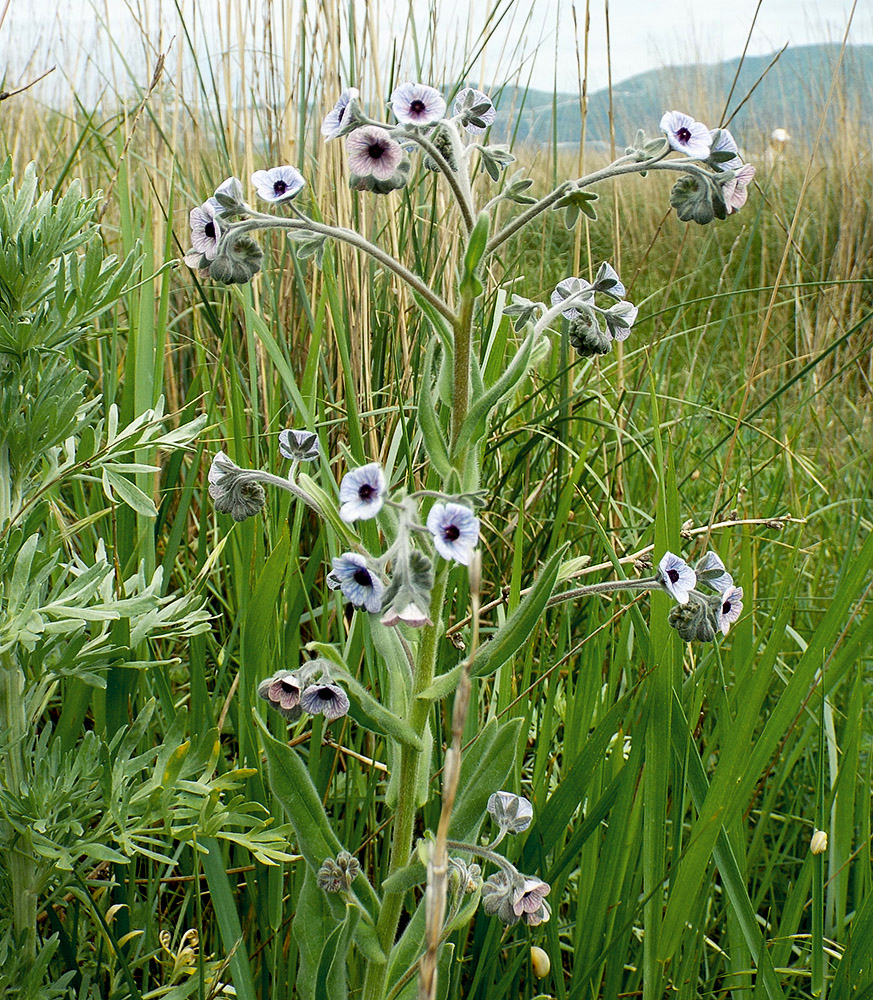 Image of Cynoglossum creticum specimen.