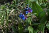 Pulmonaria mollis