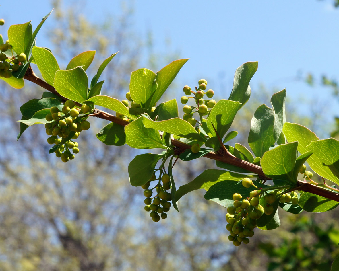 Image of Berberis vulgaris specimen.