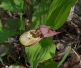 Cypripedium &times; ventricosum