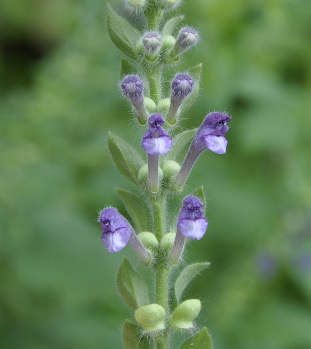 Изображение особи Scutellaria altissima.