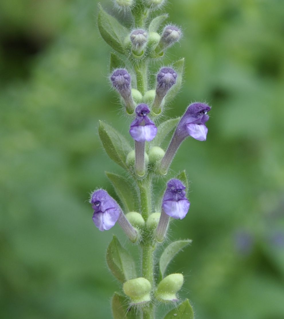 Image of Scutellaria altissima specimen.