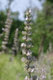 Nepeta nuda. Верхушка соцветия. Ростовская обл., Волгодонской р-н, Панский лес. 14.06.2016.