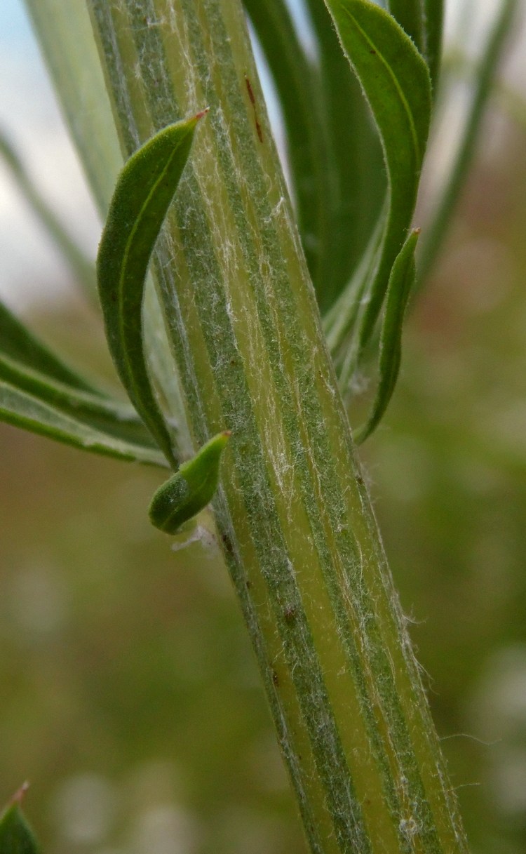Image of Centaurea orientalis specimen.