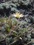 Taraxacum albescens