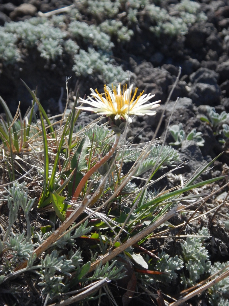 Изображение особи Taraxacum albescens.